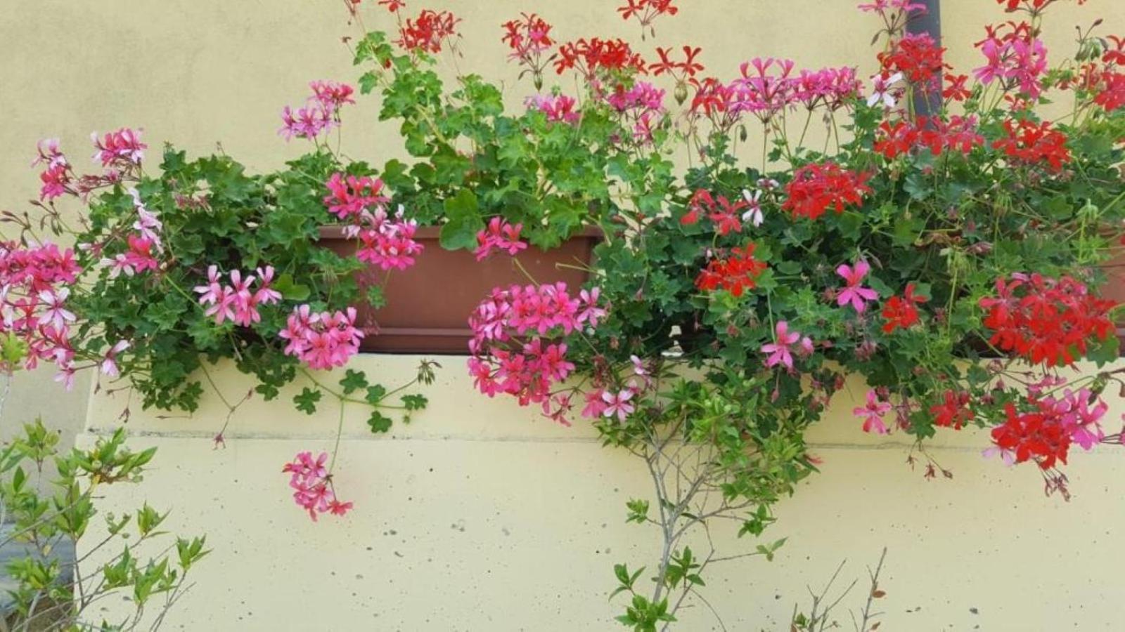 La Smeralda - Boutique Rooms And Breakfast Golfo Aranci Exterior foto